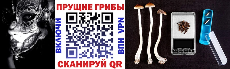 mega как войти  Сарапул  Псилоцибиновые грибы Psilocybe  сколько стоит 